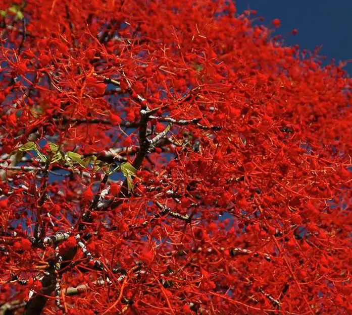 Brachychiton acerifolius - Árvore em Chamas, Árvore do Fogo, Kurrajong, Illawarra Flame Tree - Imagem 5