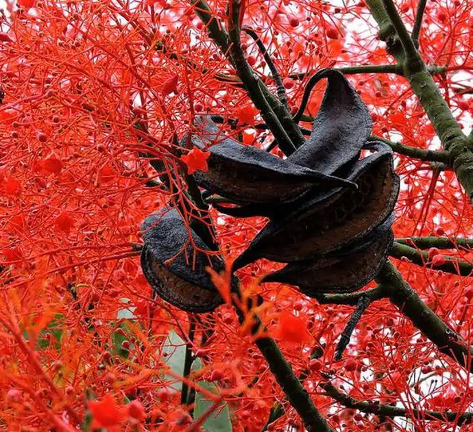 Brachychiton acerifolius - Árvore em Chamas, Árvore do Fogo, Kurrajong, Illawarra Flame Tree - Imagem 6