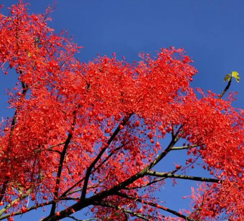 Brachychiton acerifolius - Árvore em Chamas, Árvore do Fogo, Kurrajong, Illawarra Flame Tree - Imagem 8