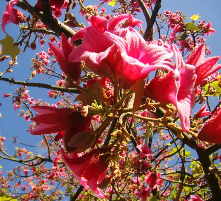 Brachychiton discolor - Árvore de Fogo Rosa, Kurrajong Rosa, Pink Flame Tree, Pink Kurrajong, Lacebark - Imagem 2