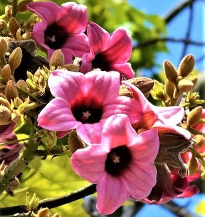 Brachychiton discolor - Árvore de Fogo Rosa, Kurrajong Rosa, Pink Flame Tree, Pink Kurrajong, Lacebark - Imagem 4