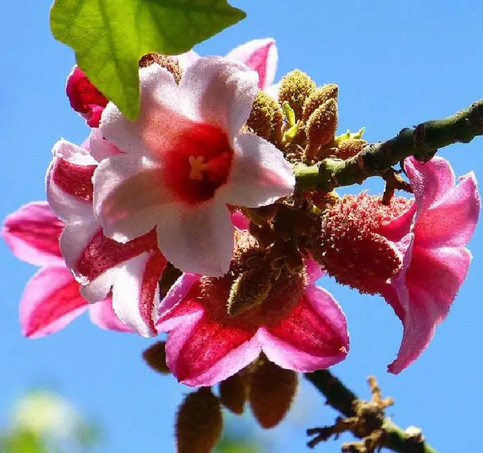 Brachychiton discolor - Árvore de Fogo Rosa, Kurrajong Rosa, Pink Flame Tree, Pink Kurrajong, Lacebark - Imagem 5