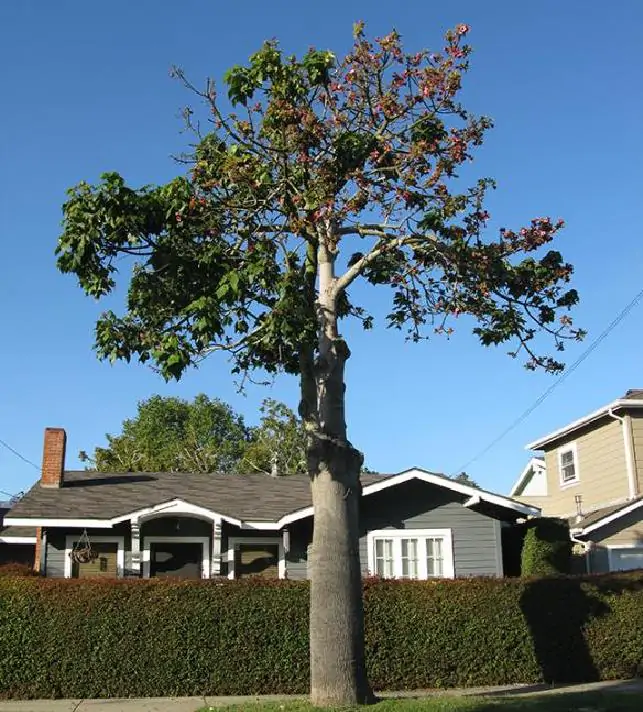 Brachychiton discolor - Árvore de Fogo Rosa, Kurrajong Rosa, Pink Flame Tree, Pink Kurrajong, Lacebark - Imagem 6