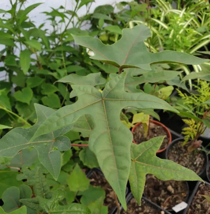 Brachychiton discolor - Árvore de Fogo Rosa, Kurrajong Rosa, Pink Flame Tree, Pink Kurrajong, Lacebark - Imagem 8