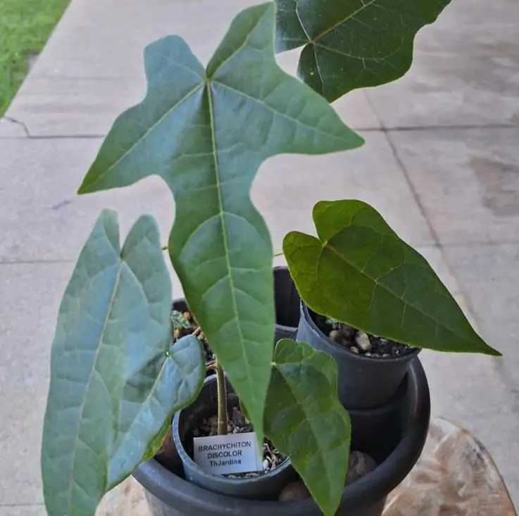 Brachychiton discolor - Árvore de Fogo Rosa, Kurrajong Rosa, Pink Flame Tree, Pink Kurrajong, Lacebark - Imagem 9