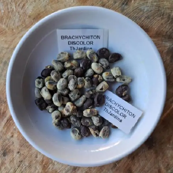 Brachychiton discolor - Árvore de Fogo Rosa, Kurrajong Rosa, Pink Flame Tree, Pink Kurrajong, Lacebark - Imagem 10