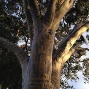 Corymbia Maculata - Eucalipto Maculata, Eucalipto Manchado, Goma Manchado