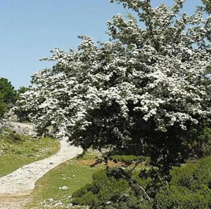 Crataegus laevigata (Crataegus oxycantha) - Planta do Coração, Hawthorn Berry - Espinheiro Alvar - Imagem 2