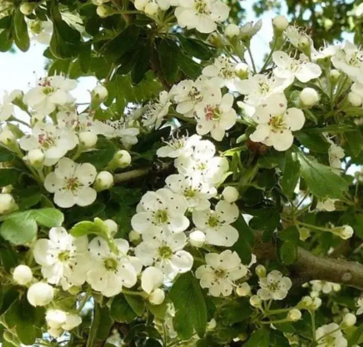 Crataegus laevigata (Crataegus oxycantha) - Planta do Coração, Hawthorn Berry - Espinheiro Alvar - Imagem 3