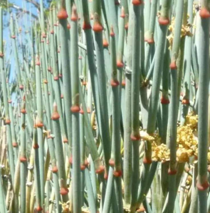 Ephedra intermedia - Chá Mórmon Azul, Blue Jointfir, Mormon Tea, Chá Brigham, Zhong Mahuang, Efedra - Imagem 2