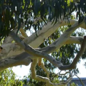 Eucalyptus aggregata - Eucalipto Goma Preta, Black Gum Eucalyptus