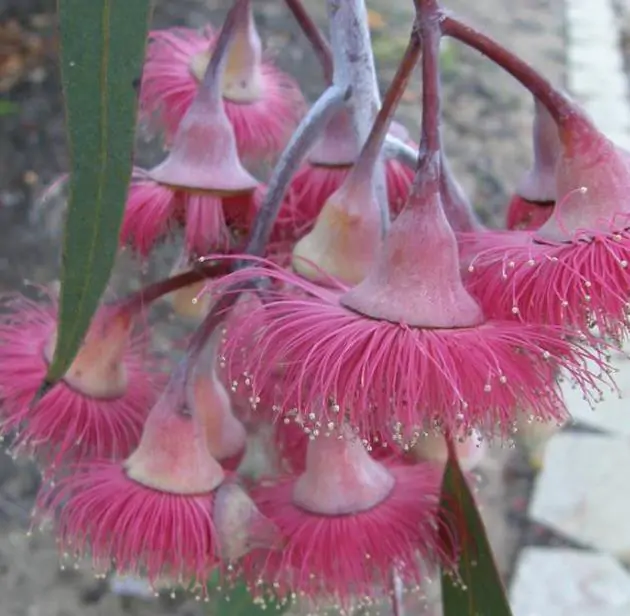 Eucalyptus caesia Ssp. Magna - Eucalipto Princesa de Prata, Silver Princess - Imagem 2