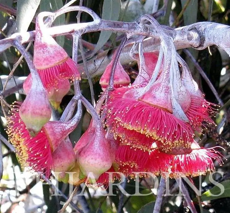 Eucalyptus caesia Ssp. Magna - Eucalipto Princesa de Prata, Silver Princess - Imagem 4