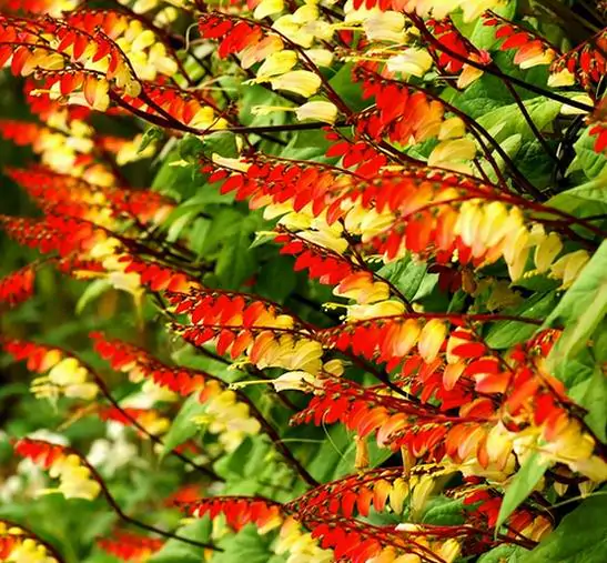 Ipomoea lobata Exotic love - Ipomoea Bandeira da Espanha, Ipomoea amor exótico, Ipomoea flor da paixão, Trepa
