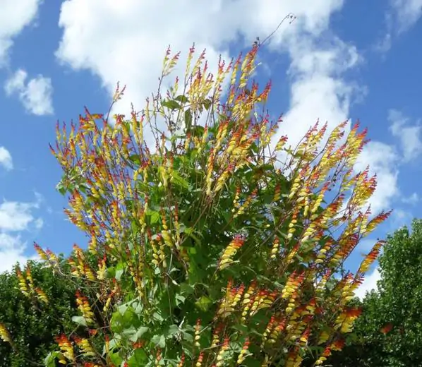 Ipomoea lobata Exotic love - Ipomoea Bandeira da Espanha, Ipomoea amor exótico, Ipomoea flor da paixão, Trepa - Imagem 4