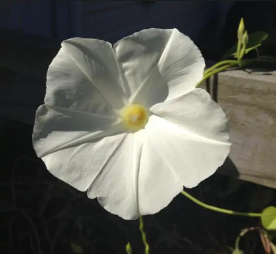 Ipomoea tricolor Pearly gates - Trepadeira Glória da manhã Portões de pérolas, Corda de viola, Campainha, Corrio - Imagem 4