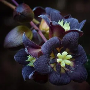 Lardizabala biternata - Coguilera, Coguil, Fruta Zabala, Lardizabala, Voqui Coille