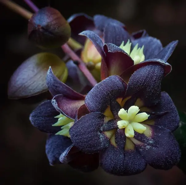 Lardizabala biternata - Coguilera, Coguil, Fruta Zabala, Lardizabala, Voqui Coille