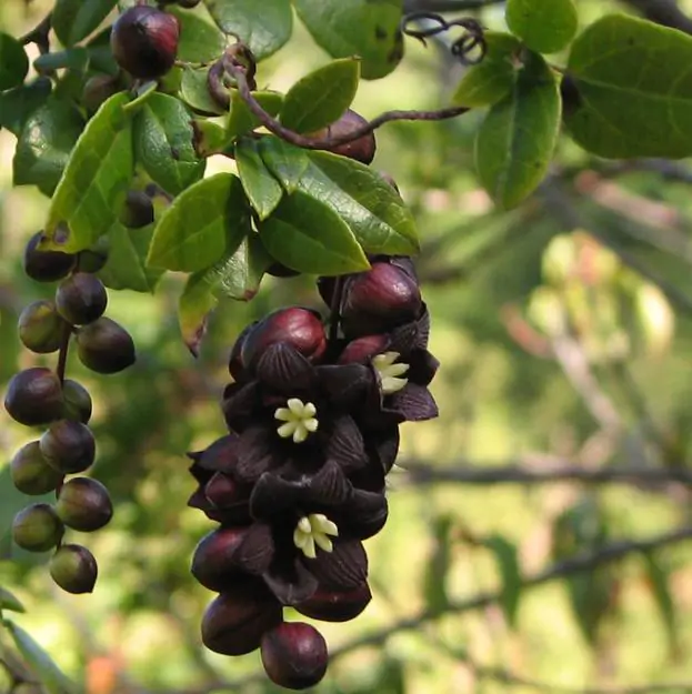 Lardizabala biternata - Coguilera, Coguil, Fruta Zabala, Lardizabala, Voqui Coille - Imagem 3