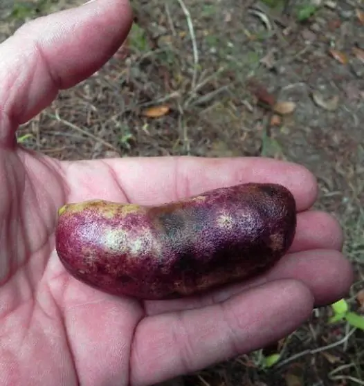 Lardizabala biternata - Coguilera, Coguil, Fruta Zabala, Lardizabala, Voqui Coille - Imagem 5
