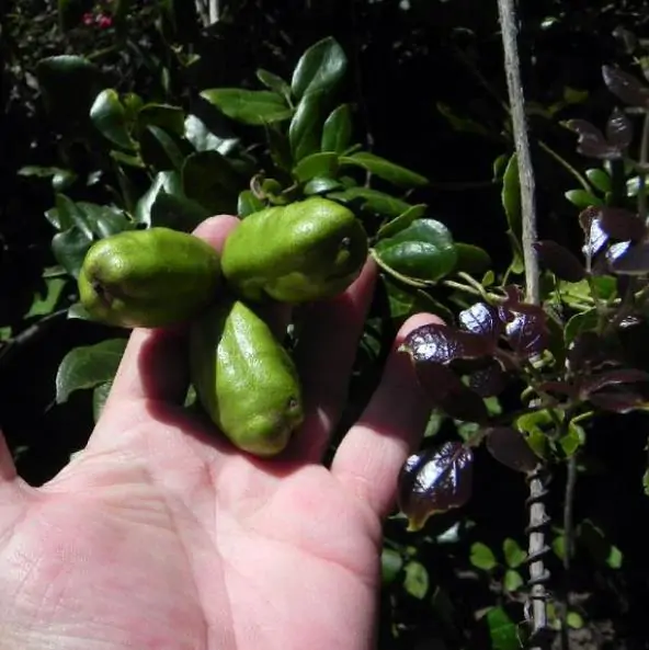 Lardizabala biternata - Coguilera, Coguil, Fruta Zabala, Lardizabala, Voqui Coille - Imagem 7