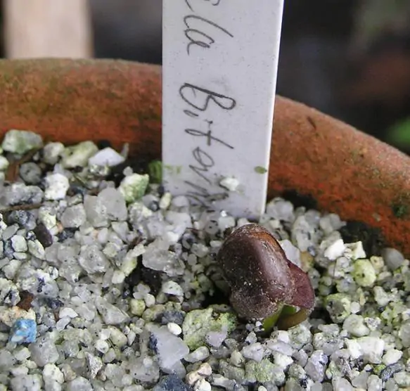 Lardizabala biternata - Coguilera, Coguil, Fruta Zabala, Lardizabala, Voqui Coille - Imagem 8