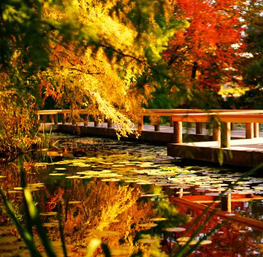Taxodium distichum var. Imbricatum (Taxodium ascendens) - Cipreste soberano, Pond Cypress, Cipreste da lagoa, Cipreste do pântano