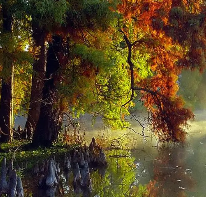 Taxodium distichum var. Imbricatum (Taxodium ascendens) - Cipreste soberano, Pond Cypress, Cipreste da lagoa, Cipreste do pântano - Imagem 2