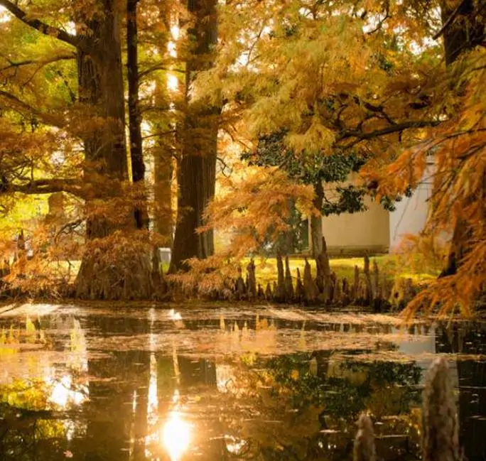 Taxodium distichum var. Imbricatum (Taxodium ascendens) - Cipreste soberano, Pond Cypress, Cipreste da lagoa, Cipreste do pântano - Imagem 3