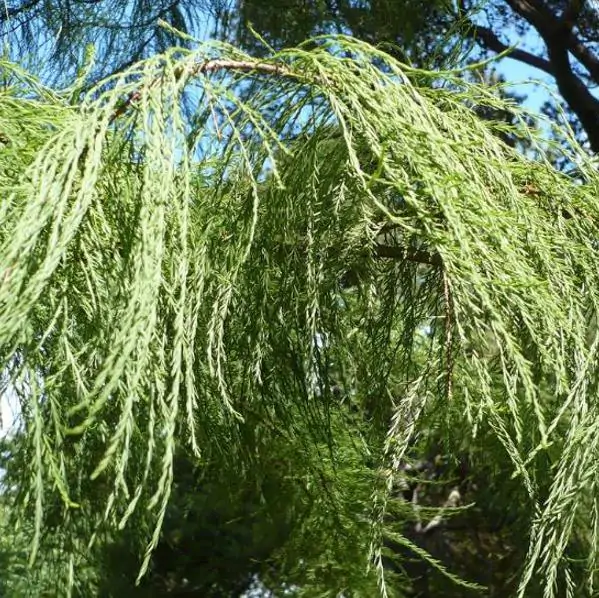 Taxodium distichum var. Imbricatum (Taxodium ascendens) - Cipreste soberano, Pond Cypress, Cipreste da lagoa, Cipreste do pântano - Imagem 4