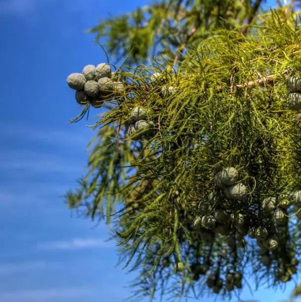Taxodium distichum var. Imbricatum (Taxodium ascendens) - Cipreste soberano, Pond Cypress, Cipreste da lagoa, Cipreste do pântano - Imagem 5