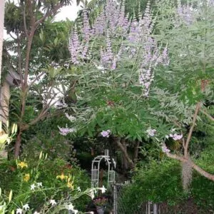 Vitex negundo - Árvore da Castidade de 5 Folhas, Nirgundi, Huang Ping