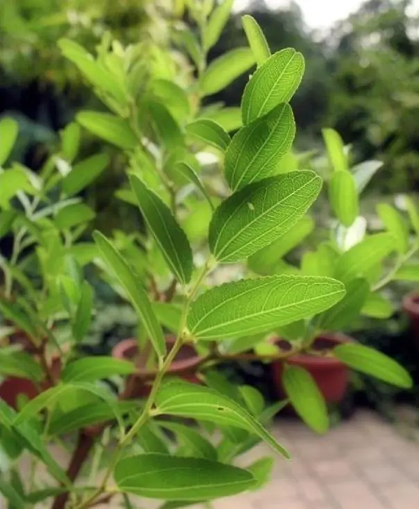 Ziziphus jujuba - Jujuba Chinesa, Jujubeira, Tâmara Vermelha, Tâmara Chinesa - Imagem 3