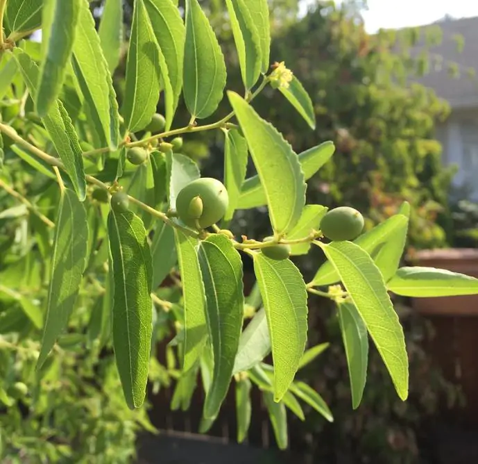 Ziziphus jujuba - Jujuba Chinesa, Jujubeira, Tâmara Vermelha, Tâmara Chinesa - Imagem 5