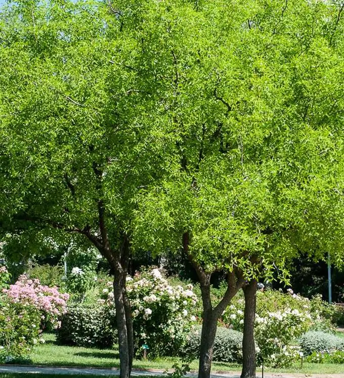 Ziziphus jujuba - Jujuba Chinesa, Jujubeira, Tâmara Vermelha, Tâmara Chinesa - Imagem 6