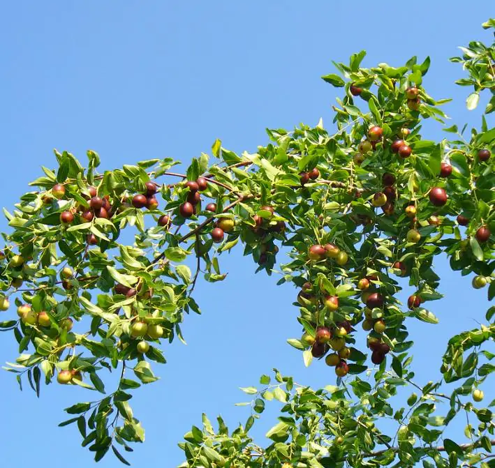 Ziziphus jujuba - Jujuba Chinesa, Jujubeira, Tâmara Vermelha, Tâmara Chinesa - Imagem 9