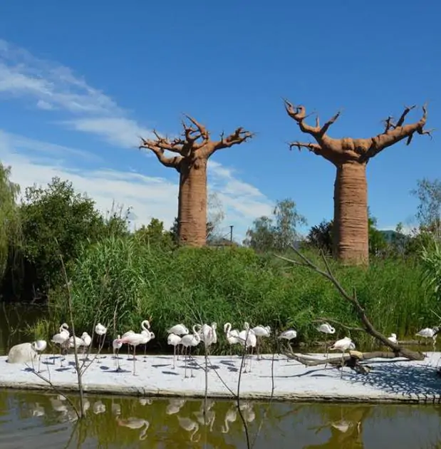Adansonia perrieri - Baobá Perrieri, Baobá de Madagascar - Imagem 2