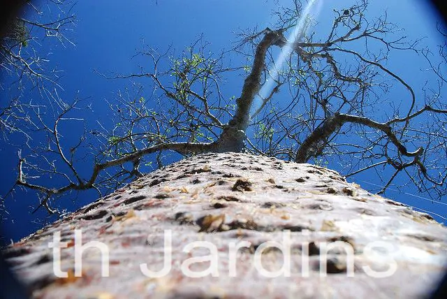 Adansonia rubrostipa - Baobá fony - Imagem 4