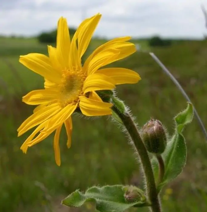 Arnica montana - Arnica verdadeira, Arnica da montanha - Imagem 2