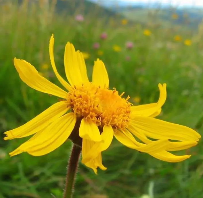 Arnica montana - Arnica verdadeira, Arnica da montanha - Imagem 3