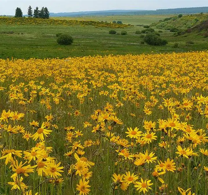 Arnica montana - Arnica verdadeira, Arnica da montanha - Imagem 4