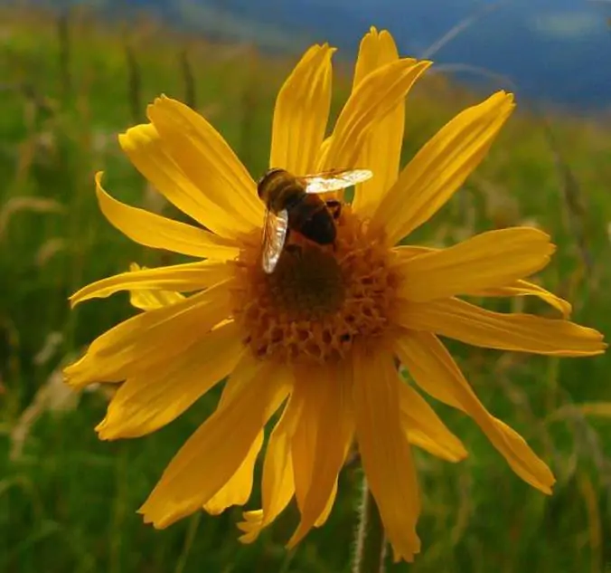 Arnica montana - Arnica verdadeira, Arnica da montanha - Imagem 5