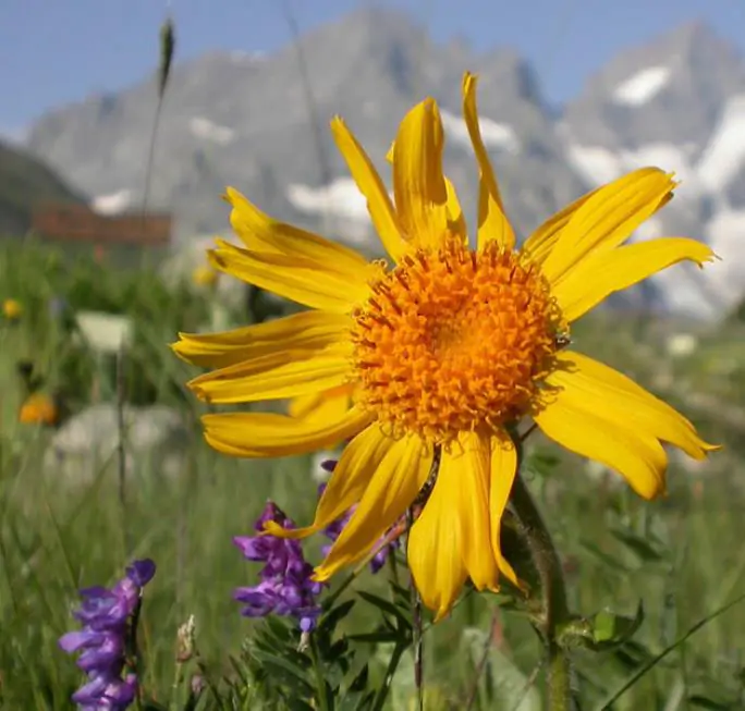 Arnica montana - Arnica verdadeira, Arnica da montanha - Imagem 6