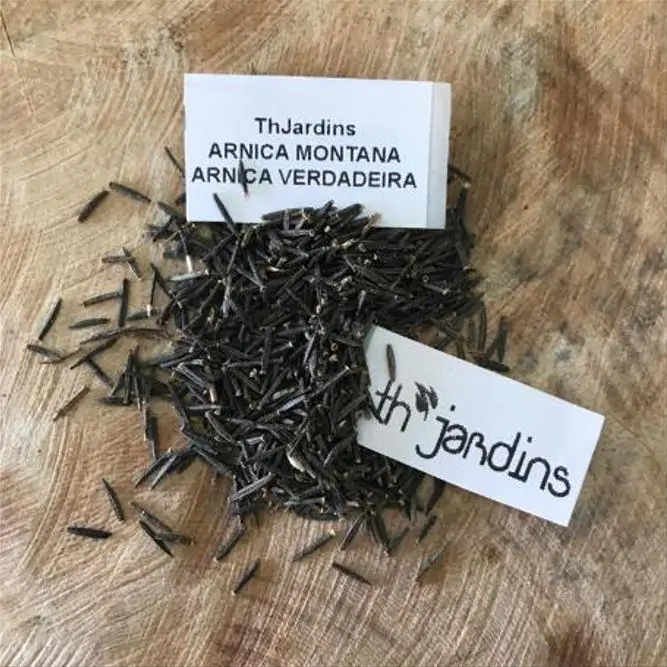 Arnica montana - Arnica verdadeira, Arnica da montanha - Imagem 7