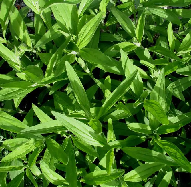 Arnica montana - Arnica verdadeira, Arnica da montanha - Imagem 9