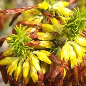 Erica coccinea subsp. Coccinea - Erica coccinea, Urze com Borla, Urze de Borla, Érica verdadeira