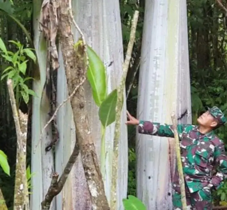 Musa ingens - Bananeira Gigante, Banana Gigante das Terras Altas - Imagem 5