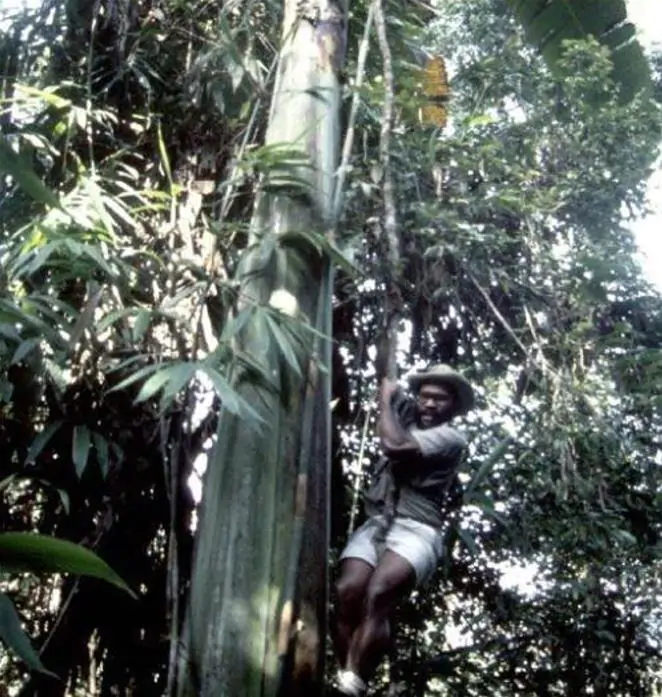 Musa ingens - Bananeira Gigante, Banana Gigante das Terras Altas - Imagem 6