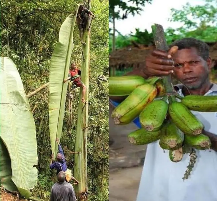 Musa ingens - Bananeira Gigante, Banana Gigante das Terras Altas - Imagem 7