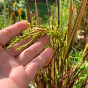 Oryza sativa Black madras - Arroz ornamental comestível Black madras, arroz Chartreuse (comestível)